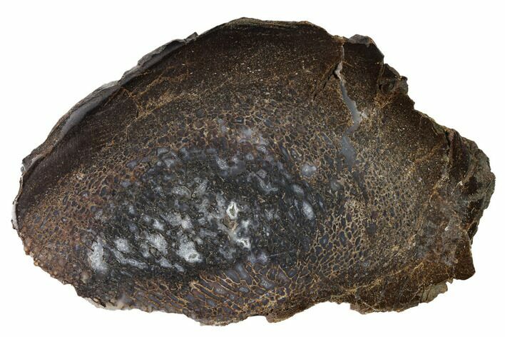 Polished Dinosaur Bone (Gembone) Section - Utah #151474